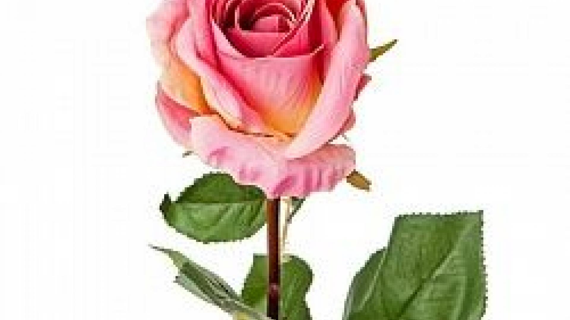 Роза 54 См. Розовый