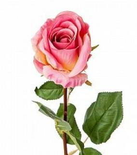 Роза 54 См. Розовый