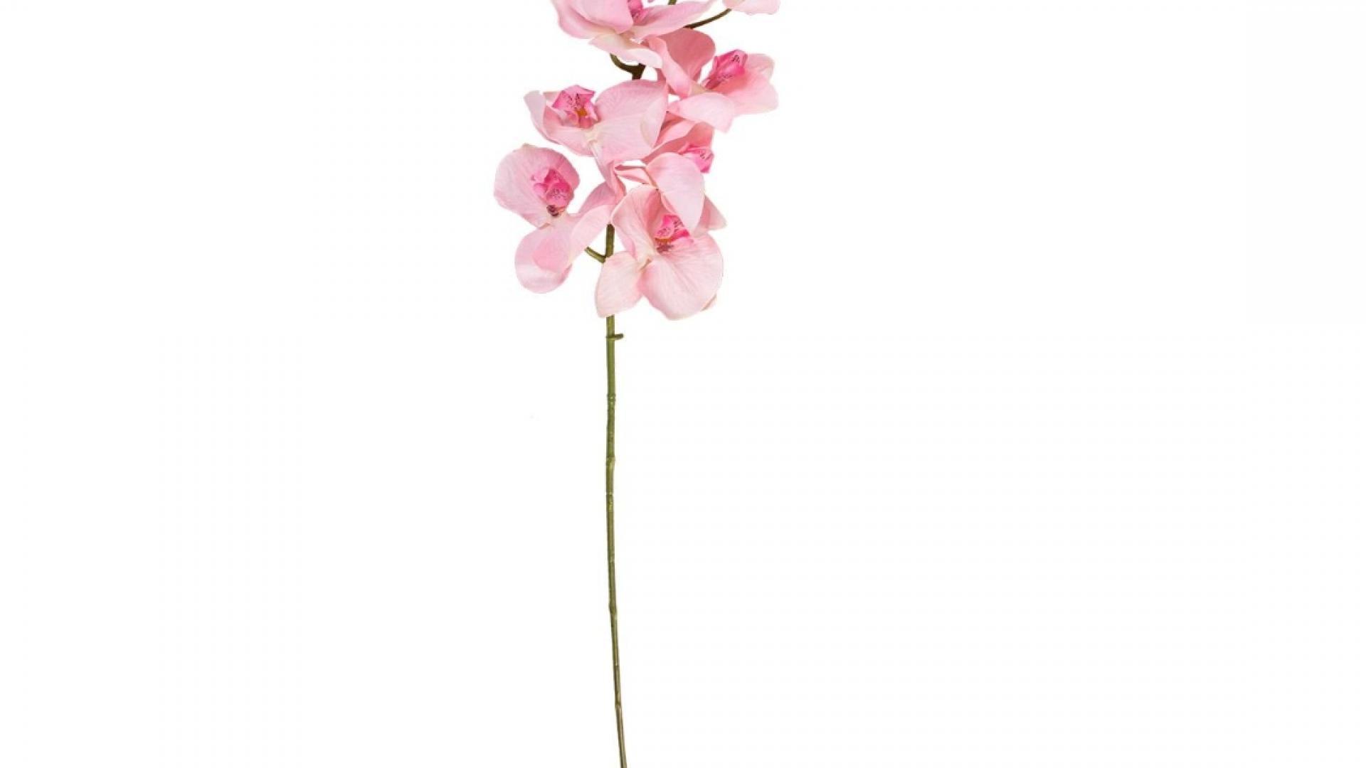 Орхидея Цикнохес 64См. Розовый