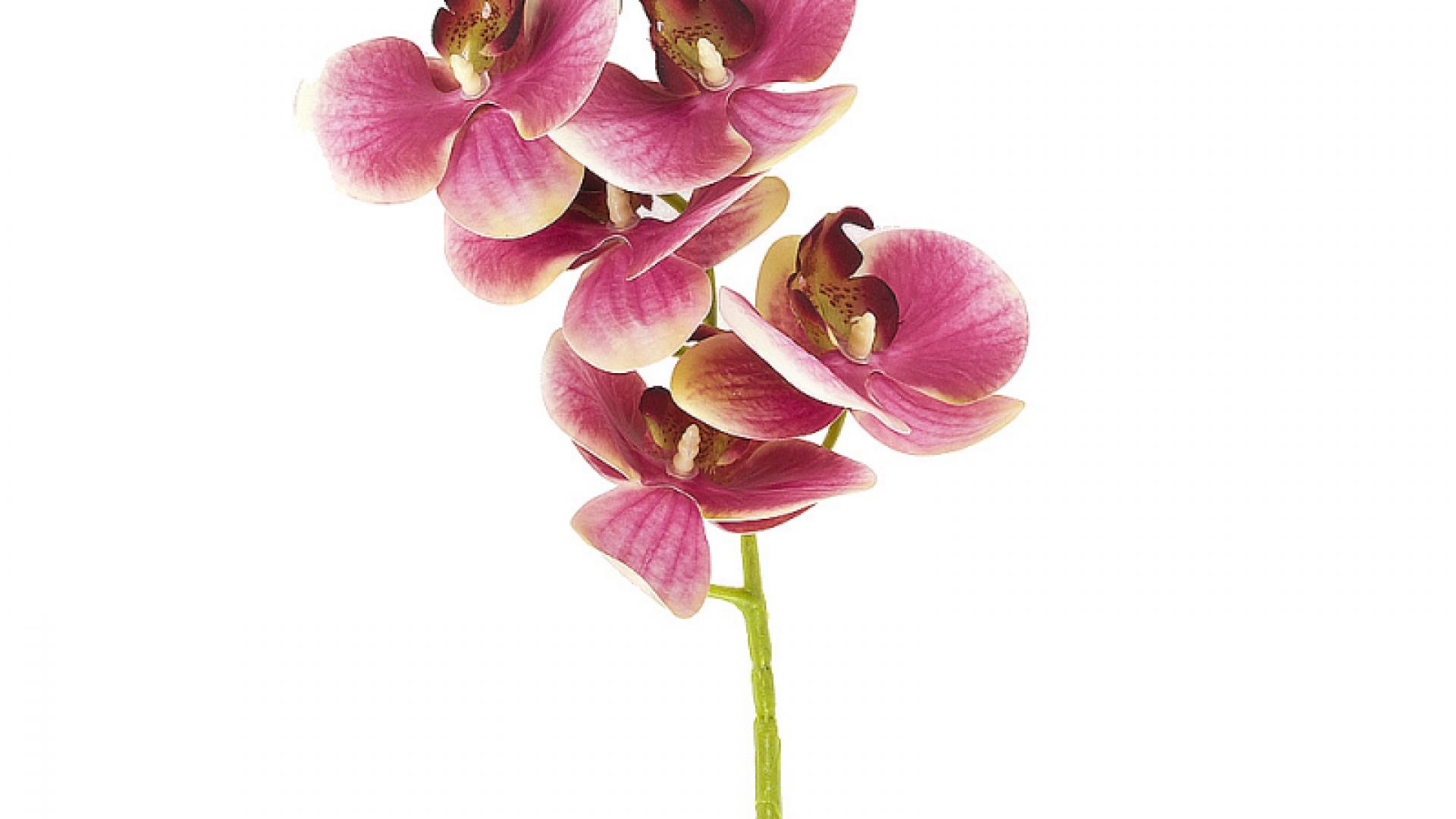 Орхидея Цикнохес 64См. Теино-Розовый