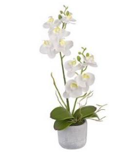 Орхидея Х 5 В Кашпо 61См Белый