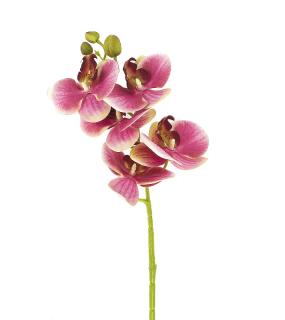 Орхидея Цикнохес 64См. Теино-Розовый